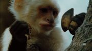 кадр из фильма Nature: Умные обезьяны (Clever Monkeys) - 8