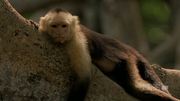 кадр из фильма Nature: Умные обезьяны (Clever Monkeys) - 9