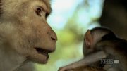 кадр из фильма Nature: Умные обезьяны (Clever Monkeys) - 10