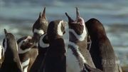 кадр из фильма Nature: Анды: хребет дракона (Andes: The Dragon's Back) - 4