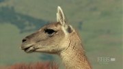 кадр из фильма Nature: Анды: хребет дракона (Andes: The Dragon's Back) - 5
