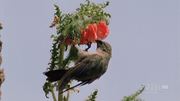 кадр из фильма Nature: Анды: хребет дракона (Andes: The Dragon's Back) - 7