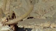 кадр из фильма Nature: Анды: хребет дракона (Andes: The Dragon's Back) - 9