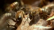 кадр из фильма Nature: Молчание пчел (Silence of the Bees) - 1