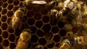 кадр из фильма Nature: Молчание пчел (Silence of the Bees) - 8