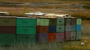 кадр из фильма Nature: Молчание пчел (Silence of the Bees) - 9