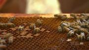 кадр из фильма Nature: Молчание пчел (Silence of the Bees) - 10
