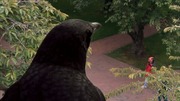 кадр из фильма Nature: Воронья стая (A Murder of Crows) - 2