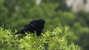 кадр из фильма Nature: Воронья стая (A Murder of Crows) - 5