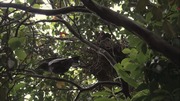 кадр из фильма Nature: Воронья стая (A Murder of Crows) - 9
