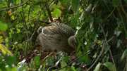 кадр из фильма BBC: Тайная жизнь птиц (Secret Life of Birds) - 3