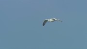 кадр из фильма BBC: Тайная жизнь птиц (Secret Life of Birds) - 5
