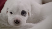 кадр из фильма Санта Лапус 2: Санта лапушки (Santa Paws 2: The Santa Pups) - 3