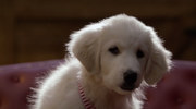 кадр из фильма Санта Лапус 2: Санта лапушки (Santa Paws 2: The Santa Pups) - 5
