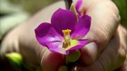 кадр из фильма BBC: Как вырастить планету (How to Grow a Planet) - 8