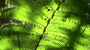 кадр из фильма BBC: Как вырастить планету (How to Grow a Planet) - 10