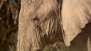 кадр из фильма Nature: Эхо: Воспоминания о слонихе (Echo: An Elephant to Remember) - 4