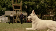 кадр из фильма Полицейский пес: Отряд К-9 (Dog x Police: Junpaku no kizuna) - 2