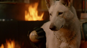 кадр из фильма Полицейский пес: Отряд К-9 (Dog x Police: Junpaku no kizuna) - 6
