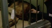 кадр из фильма Полицейский пес: Отряд К-9 (Dog x Police: Junpaku no kizuna) - 9