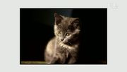 кадр из фильма Энциклопедия кошек (Cats 101) - 1