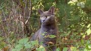 кадр из фильма Энциклопедия кошек (Cats 101) - 3