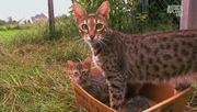 кадр из фильма Энциклопедия кошек (Cats 101) - 5