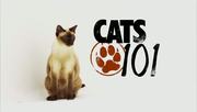 кадр из фильма Энциклопедия кошек (Cats 101) - 6