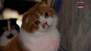 кадр из фильма Энциклопедия кошек (Cats 101) - 8