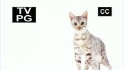 кадр из фильма Энциклопедия кошек (Cats 101) - 11
