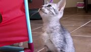 кадр из фильма Энциклопедия кошек (Cats 101) - 13