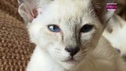 кадр из фильма Энциклопедия кошек (Cats 101) - 18