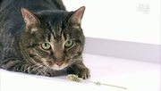 кадр из фильма Энциклопедия кошек (Cats 101) - 23