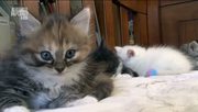 кадр из фильма Энциклопедия кошек (Cats 101) - 26