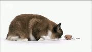 кадр из фильма Энциклопедия кошек (Cats 101) - 27