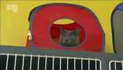 кадр из фильма Энциклопедия кошек (Cats 101) - 28