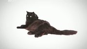 кадр из фильма Энциклопедия кошек (Cats 101) - 35