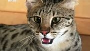 кадр из фильма Энциклопедия кошек (Cats 101) - 40