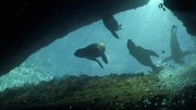 кадр из фильма Водная жизнь (Water life) - 33