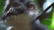кадр из фильма В царстве рыжей обезьяны (In the Realm Of The Red Ape) - 3