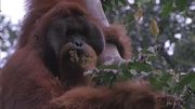 кадр из фильма В царстве рыжей обезьяны (In the Realm Of The Red Ape) - 4