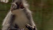 кадр из фильма В царстве рыжей обезьяны (In the Realm Of The Red Ape) - 8