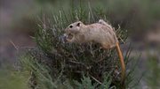 кадр из фильма Изменчивое cердце (The Arid Heart) - 9
