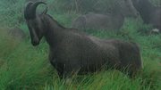 кадр из фильма Муссон - индийский бог жизни (Monsoon - India God of Life) - 7