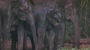 кадр из фильма Муссон - индийский бог жизни (Monsoon - India God of Life) - 8