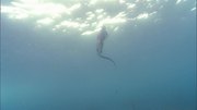 кадр из фильма Сила океана (Power of an Ocean) - 6