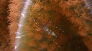 кадр из фильма Водная жизнь (Water life) - 50