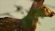 кадр из фильма Секреты дикой Индии (Secrets of Wild India) - 6