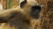 кадр из фильма Секреты дикой Индии (Secrets of Wild India) - 7