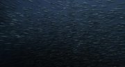 кадр из фильма Дикий океан (Wild Ocean) - 1